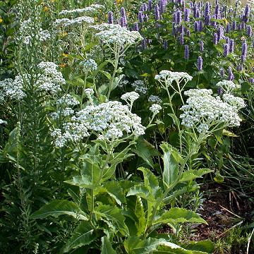 G6077 Parthenium Integrifolium 29 7a78a931 D1c9 42b7 9b27 58e746f38de4 from www redcrocus com