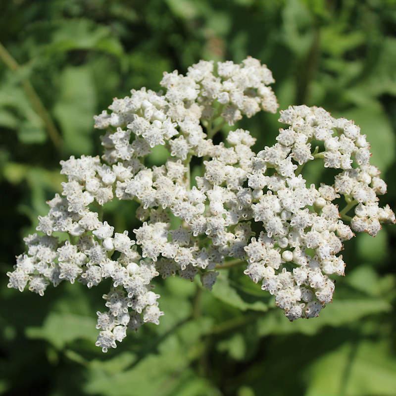 G6077 Parthenium Integrifolium 31 47817233 02fb 486a A6d2 6dc328e694b9 from www redcrocus com