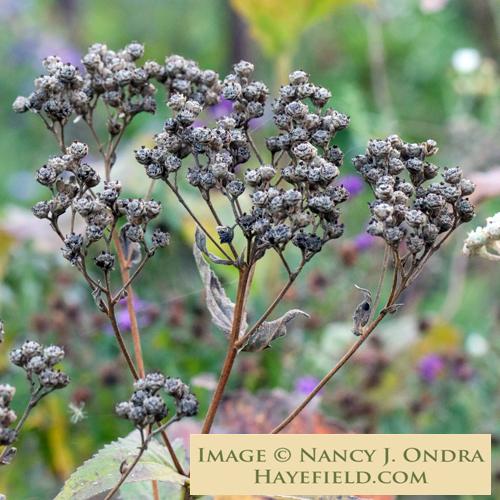 G6077 Parthenium Integrifolium 32 545bd7cd D108 40d4 9d8e C7c1b8b69665 from www redcrocus com