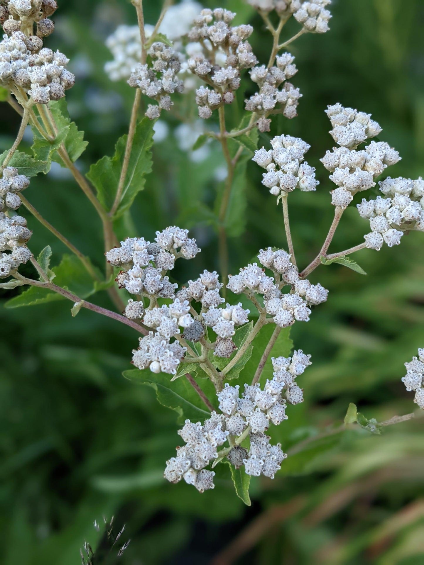 G6077 Parthenium Integrifolium 34 0b19e52b F8ee 43ea 804c 4457f1e2f59c from www redcrocus com