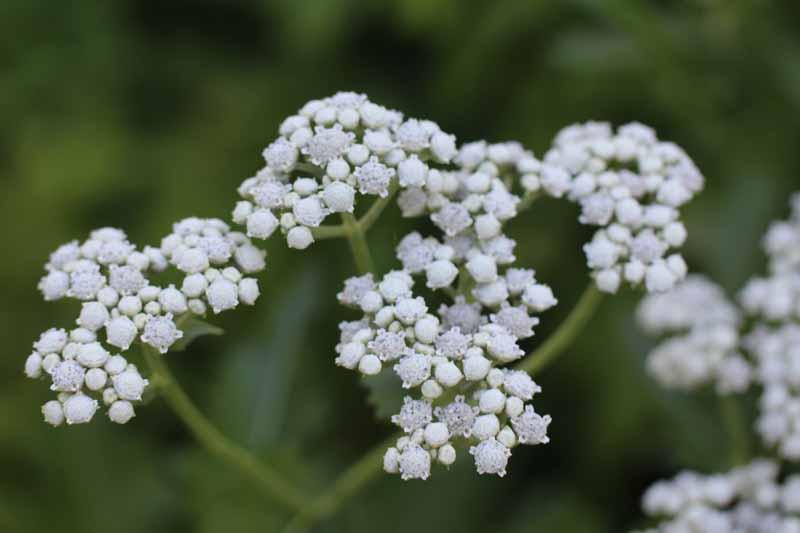 G6077 Parthenium Integrifolium 35 D65a24be 4d49 4d88 921f 111464c4e640 from www redcrocus com