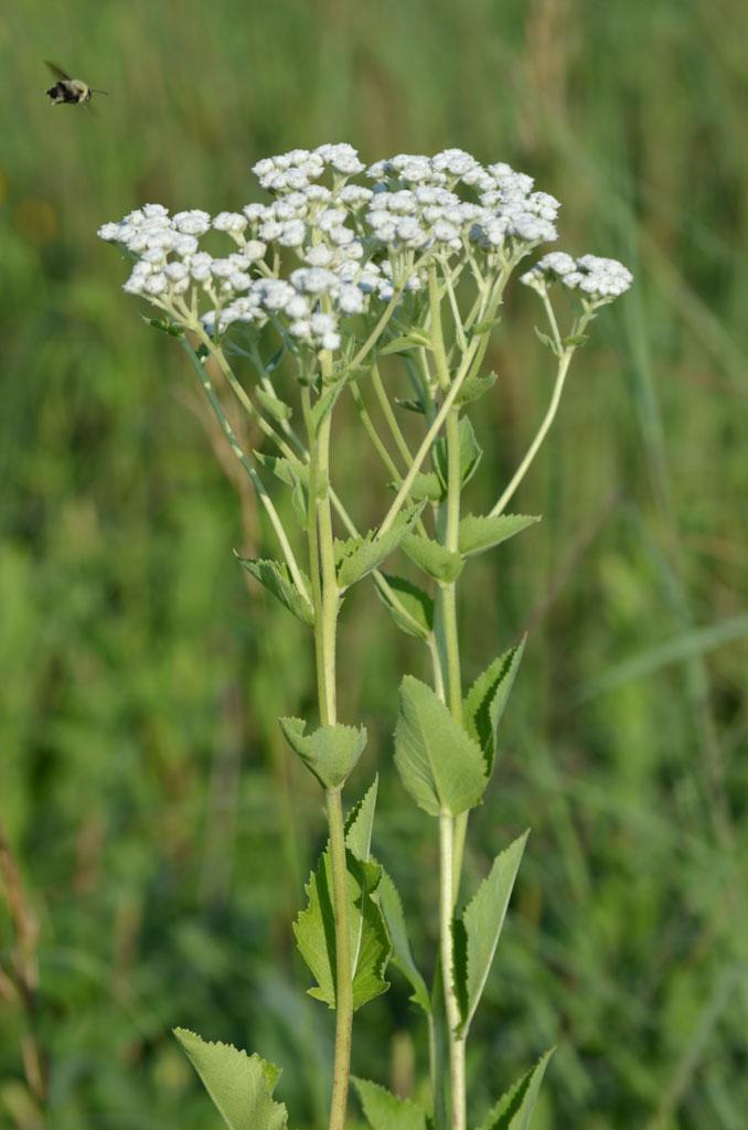 G6077 Parthenium Integrifolium 3 556693f8 573f 402e Baae B8e3d7cb3862 from www redcrocus com