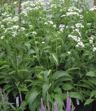 G6077 Parthenium Integrifolium 6 B2635ecf 40f5 475f 982a 4c70d09803fd from www redcrocus com