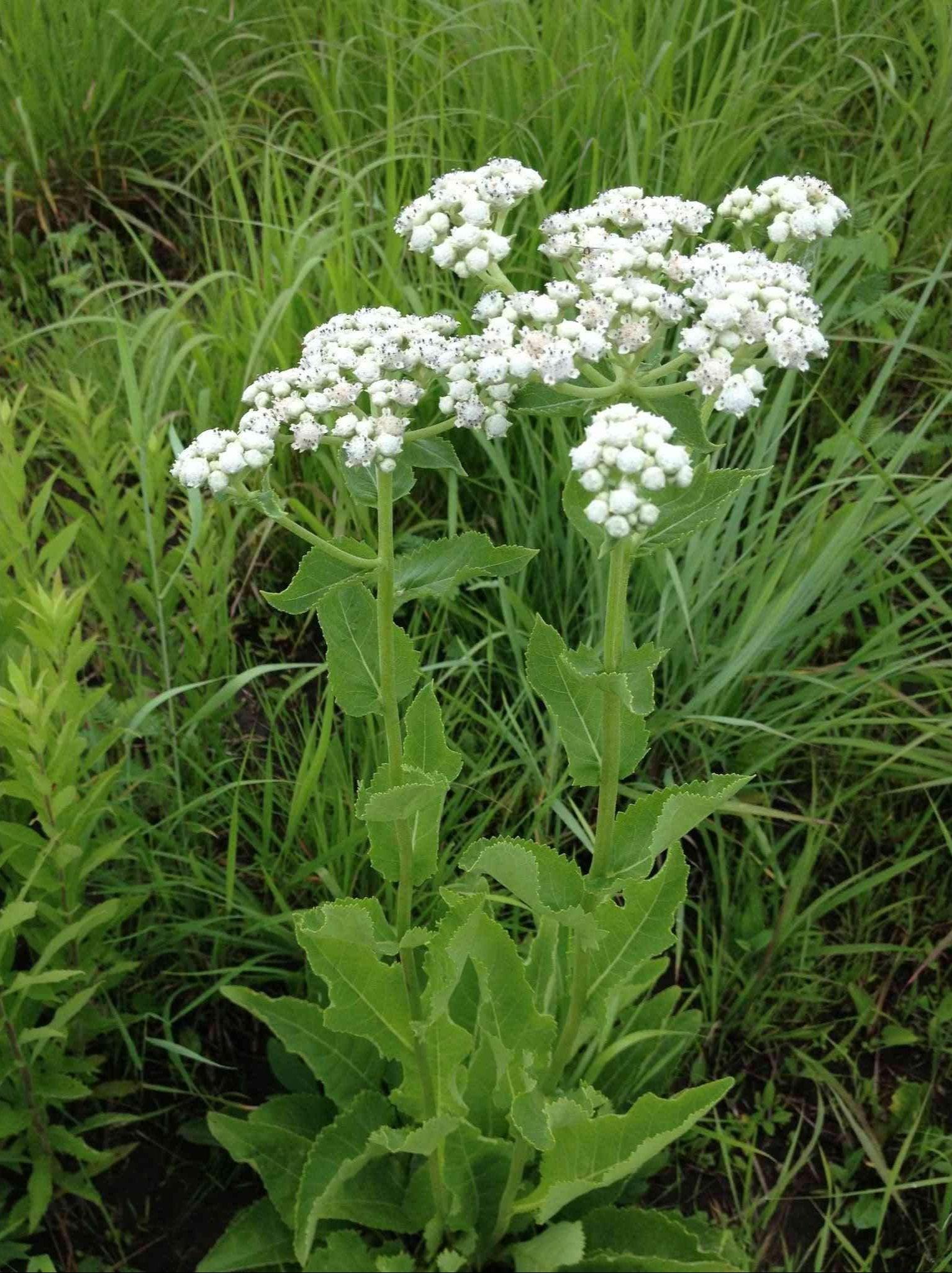 G6077 Parthenium Integrifolium - View 7 from www redcrocus com