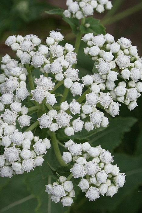 G6077 Parthenium Integrifolium - View 8 from www redcrocus com