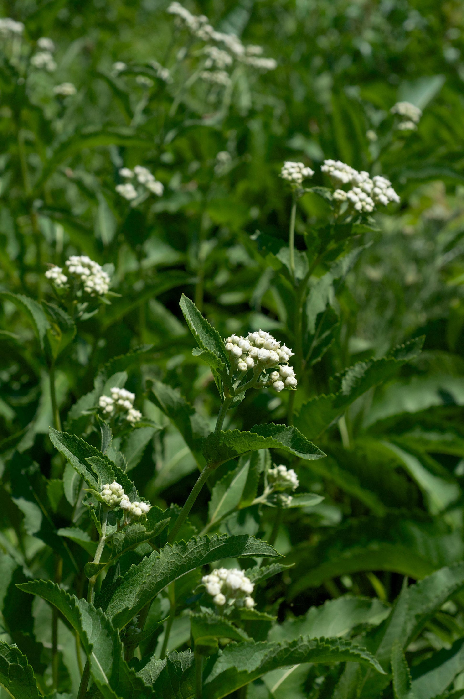 G6077 Parthenium Integrifolium - View 9 from www redcrocus com
