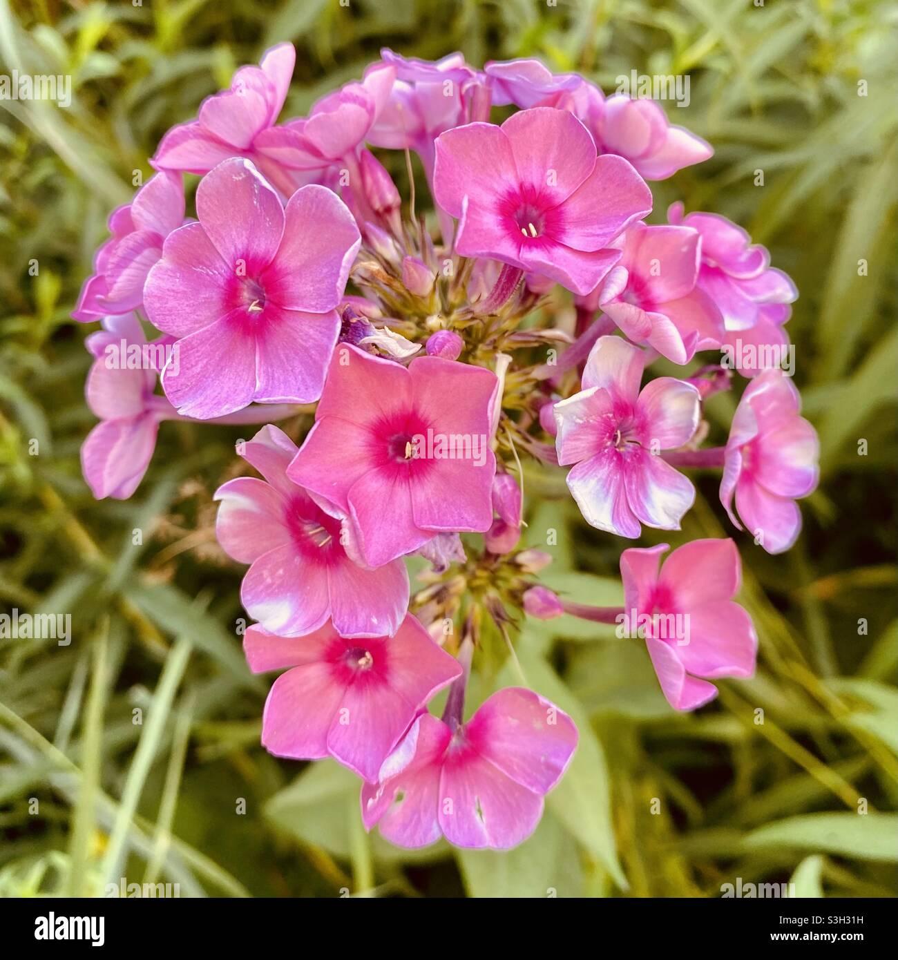 G607 Phlox Paniculata Laura - View 10 from www redcrocus com