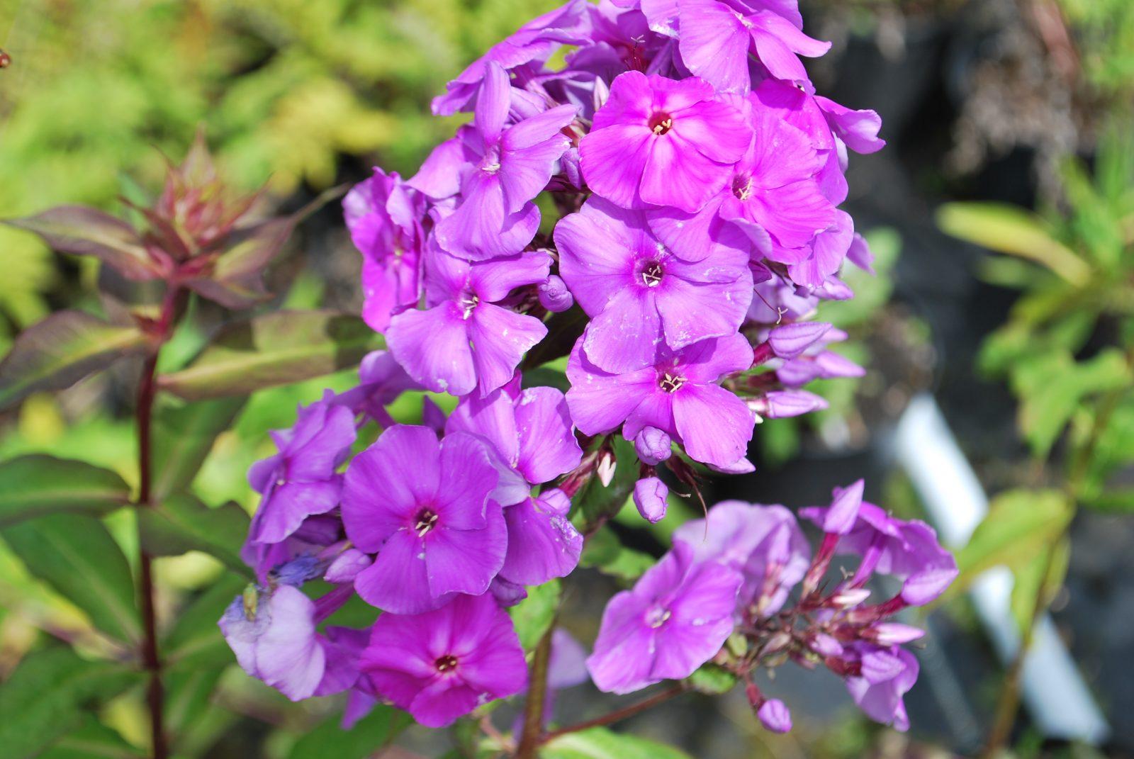 G607 Phlox Paniculata Laura 11 6fbf9e73 52dd 4490 941d 1ea52897ab3f from www redcrocus com