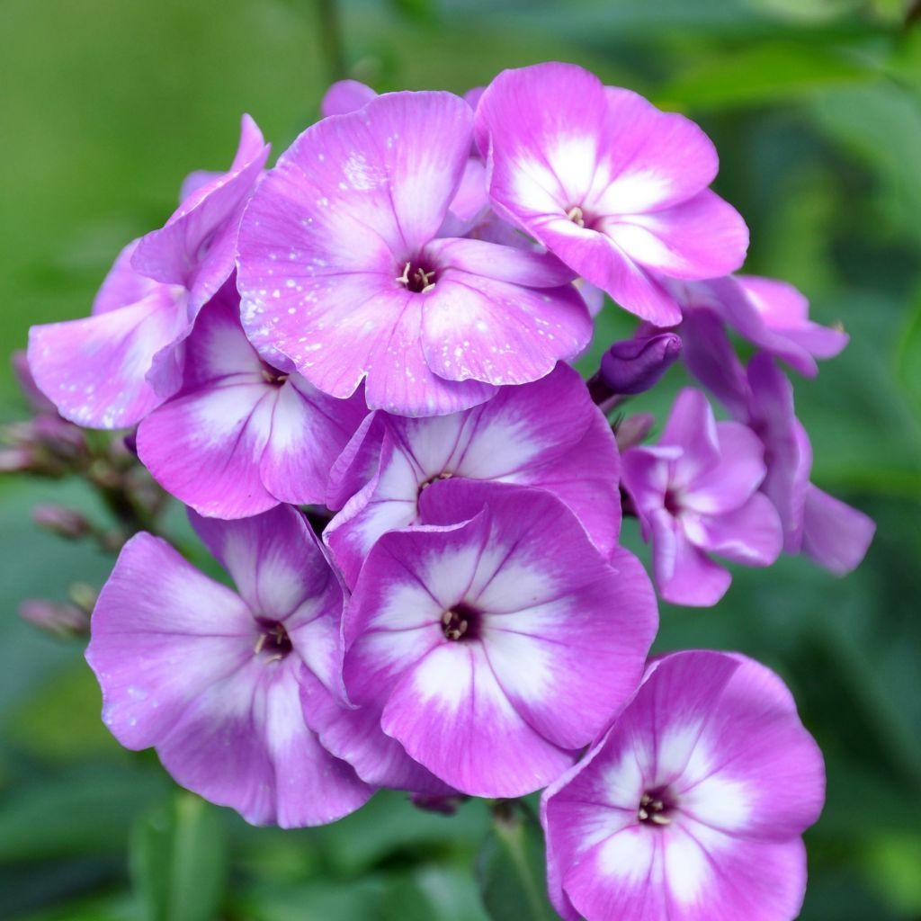 G607 Phlox Paniculata Laura 12 16dcd840 D3e1 4df3 9740 110ec7953416 from www redcrocus com