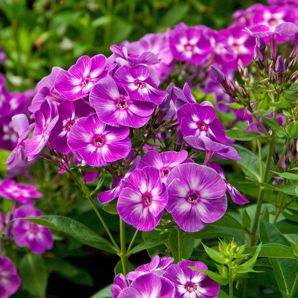 G607 Phlox Paniculata Laura 13 36129e38 Df15 4dff 8e33 31eb4bf0df77 from www redcrocus com