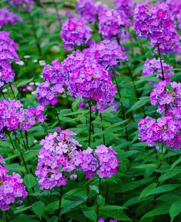 G607 Phlox Paniculata Laura - View 15 from www redcrocus com