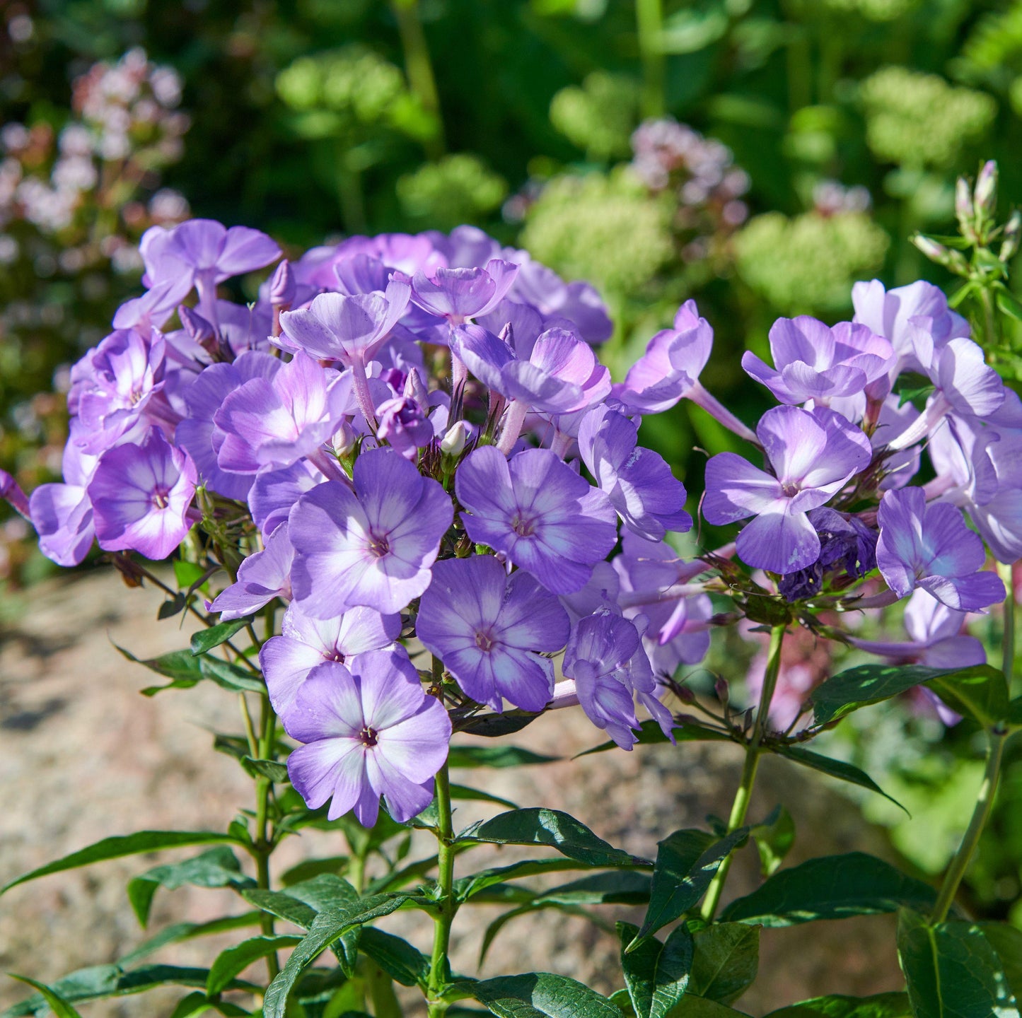 G607 Phlox Paniculata Laura 16 3980c250 415b 488a 9bb9 91371d052724 from www redcrocus com