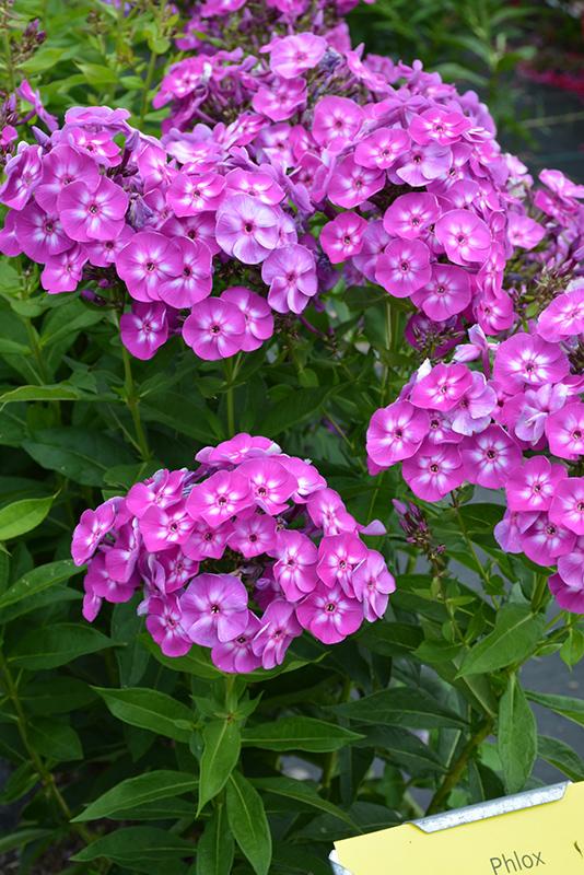 G607 Phlox Paniculata Laura 17 14a62f5d 10f9 4564 A030 Bfbb805ed482 from www redcrocus com