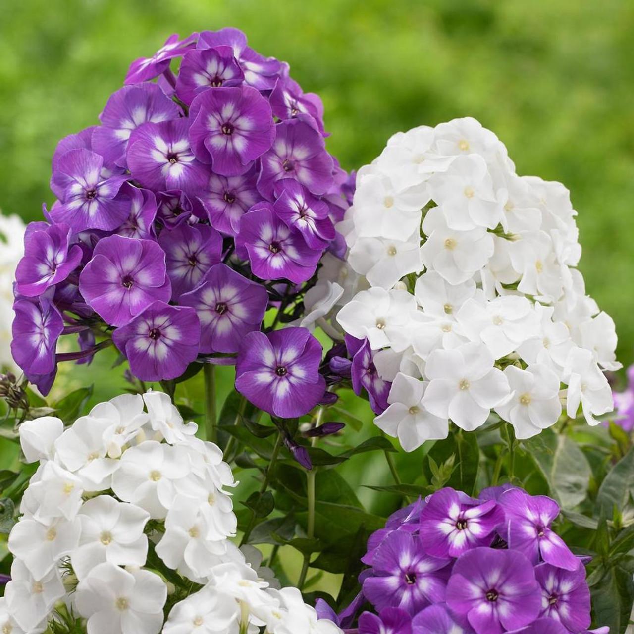 G607 Phlox Paniculata Laura - View 18 from www redcrocus com