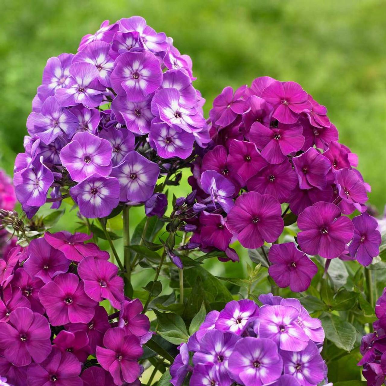 G607 Phlox Paniculata Laura - View 19 from www redcrocus com