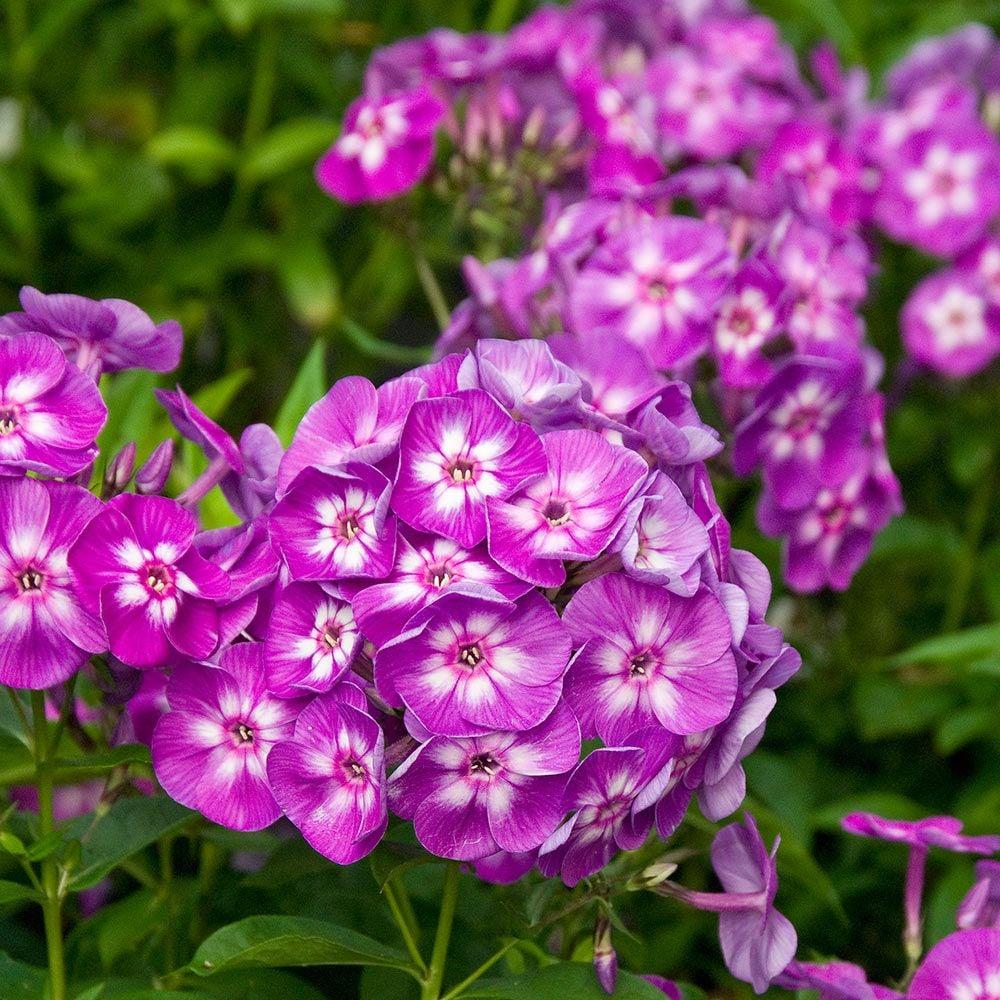G607 Phlox Paniculata Laura 1 D02aa714 7ea5 485c Bc91 1b42749aabfd from www redcrocus com