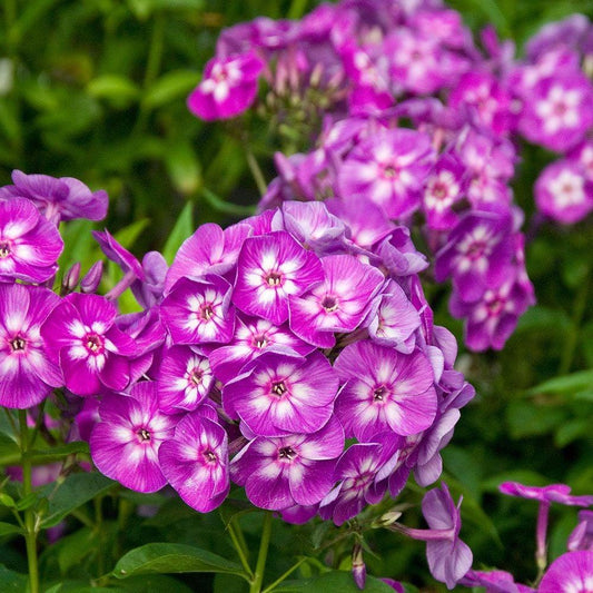 G607 Phlox Paniculata Laura 1 D02aa714 7ea5 485c Bc91 1b42749aabfd from www redcrocus com