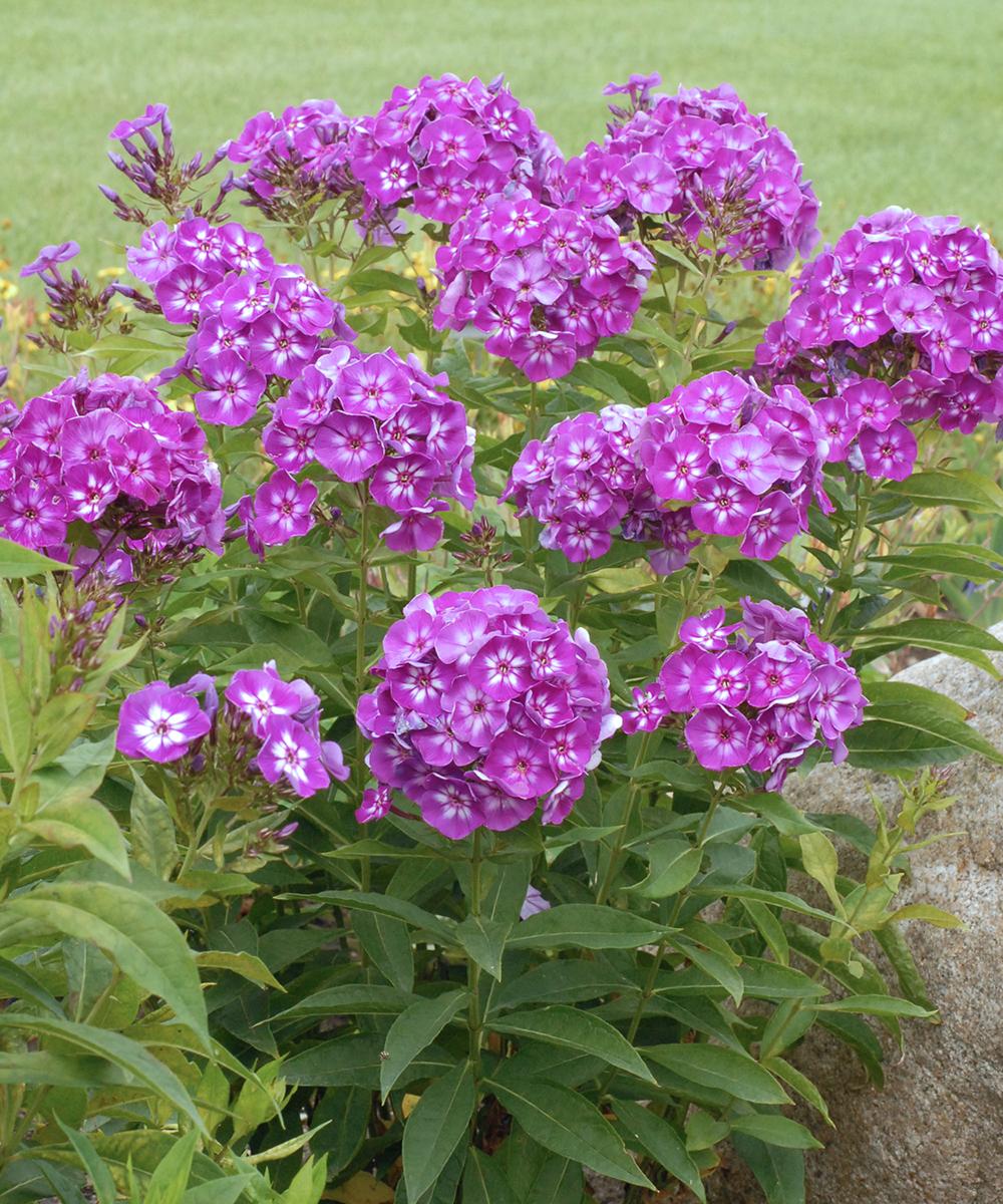 G607 Phlox Paniculata Laura 2 33848e83 8514 4cc0 8871 E9c3d94e85f2 from www redcrocus com