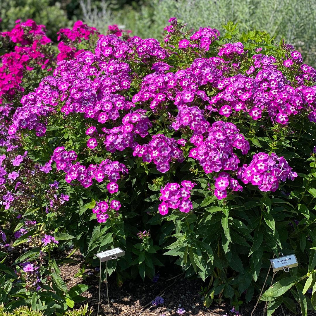 G607 Phlox Paniculata Laura - View 3 from www redcrocus com