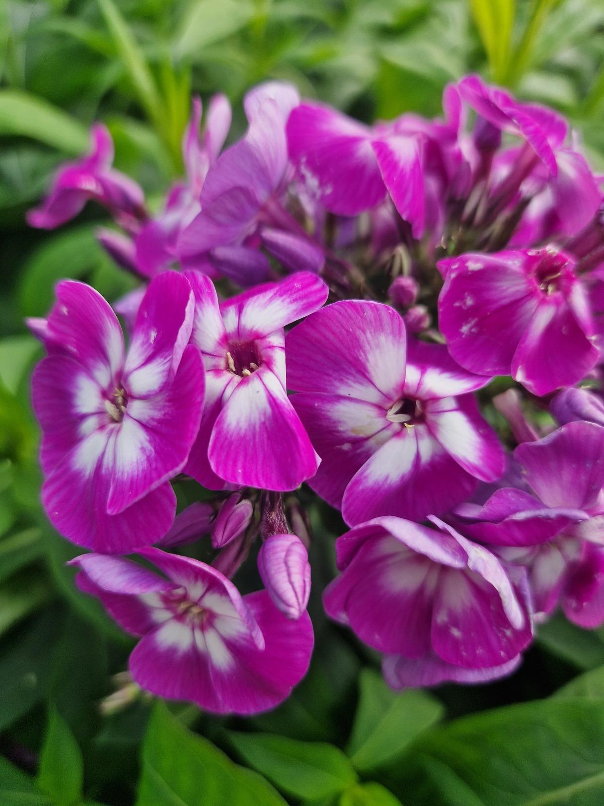 G607 Phlox Paniculata Laura 4 6687416f Ab39 4516 8caf 607aa2d40723 from www redcrocus com