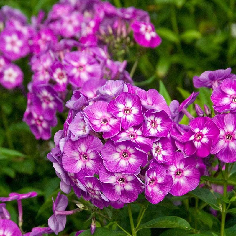 G607 Phlox Paniculata Laura - View 5 from www redcrocus com