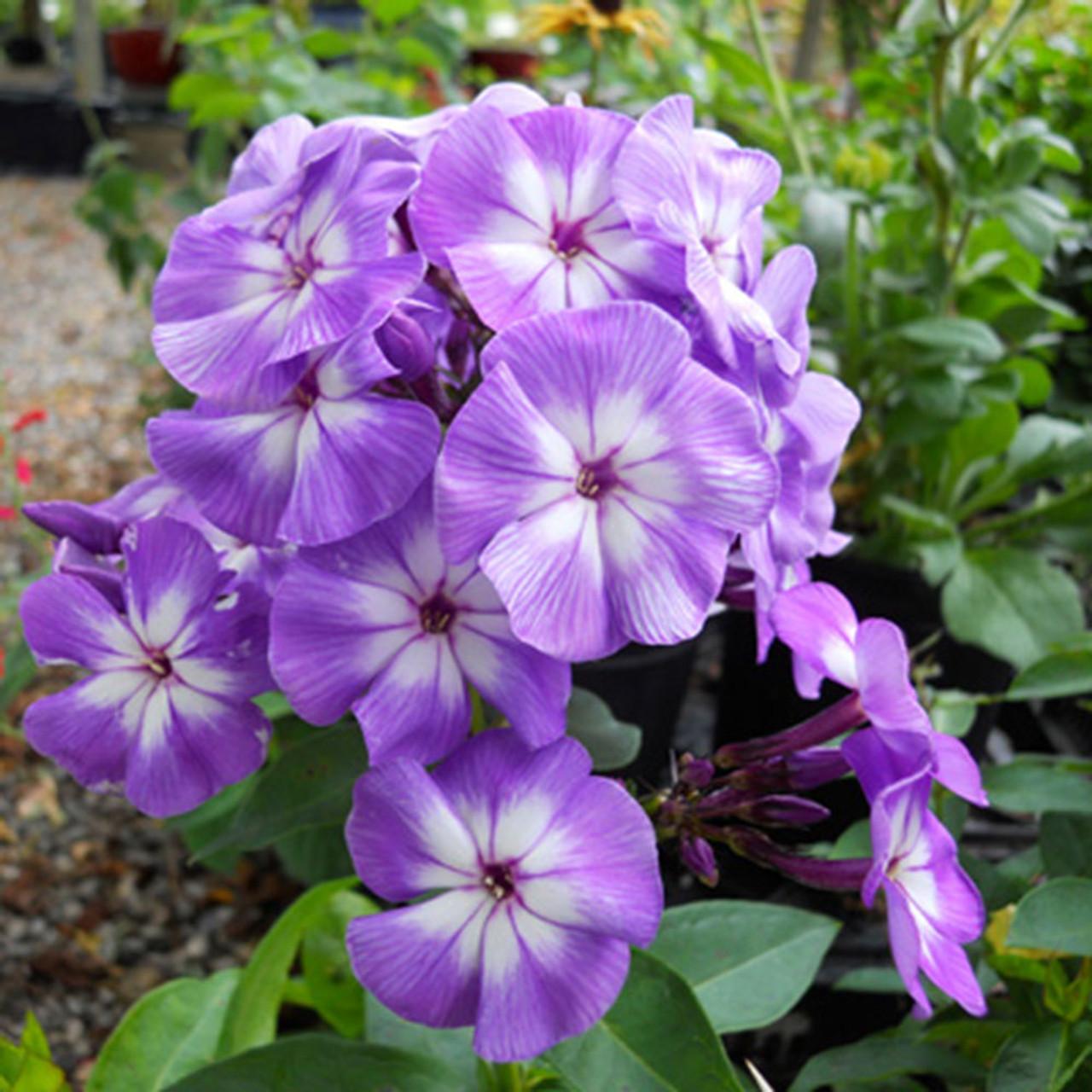 G607 Phlox Paniculata Laura 6 Da27f0e1 Db63 4655 Bdd5 Be1e3f655af4 from www redcrocus com
