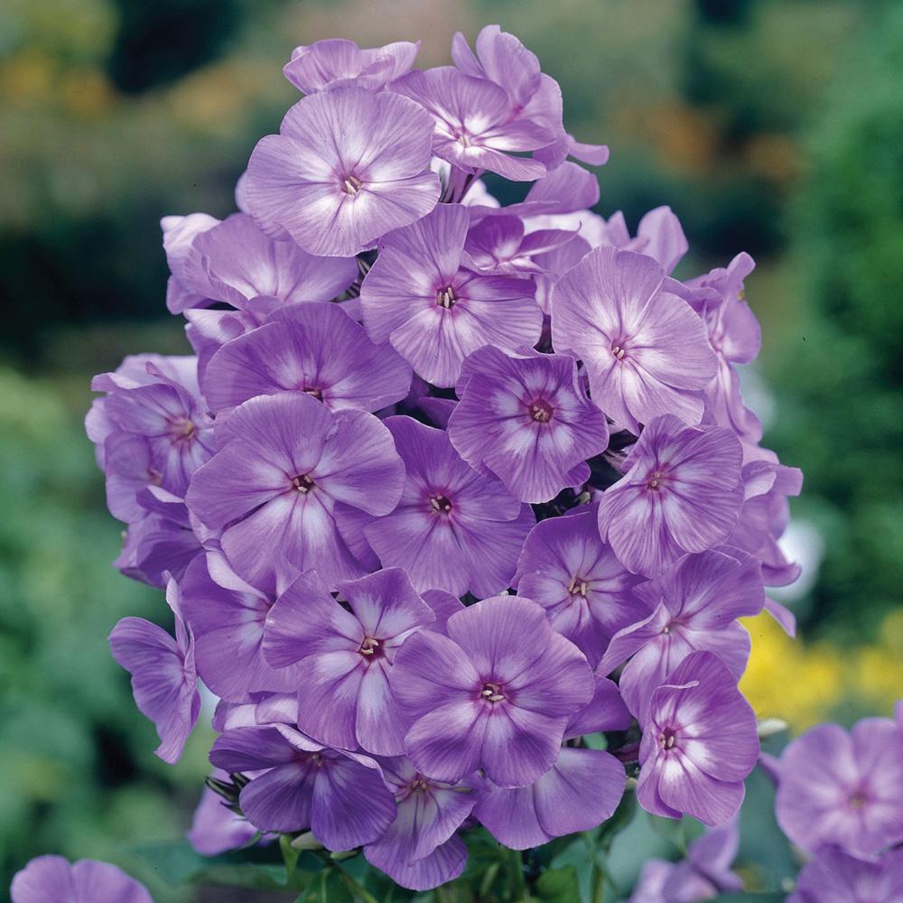 G607 Phlox Paniculata Laura 7 1873d15b 76ed 4e8a 9e56 89e168cbc249 from www redcrocus com