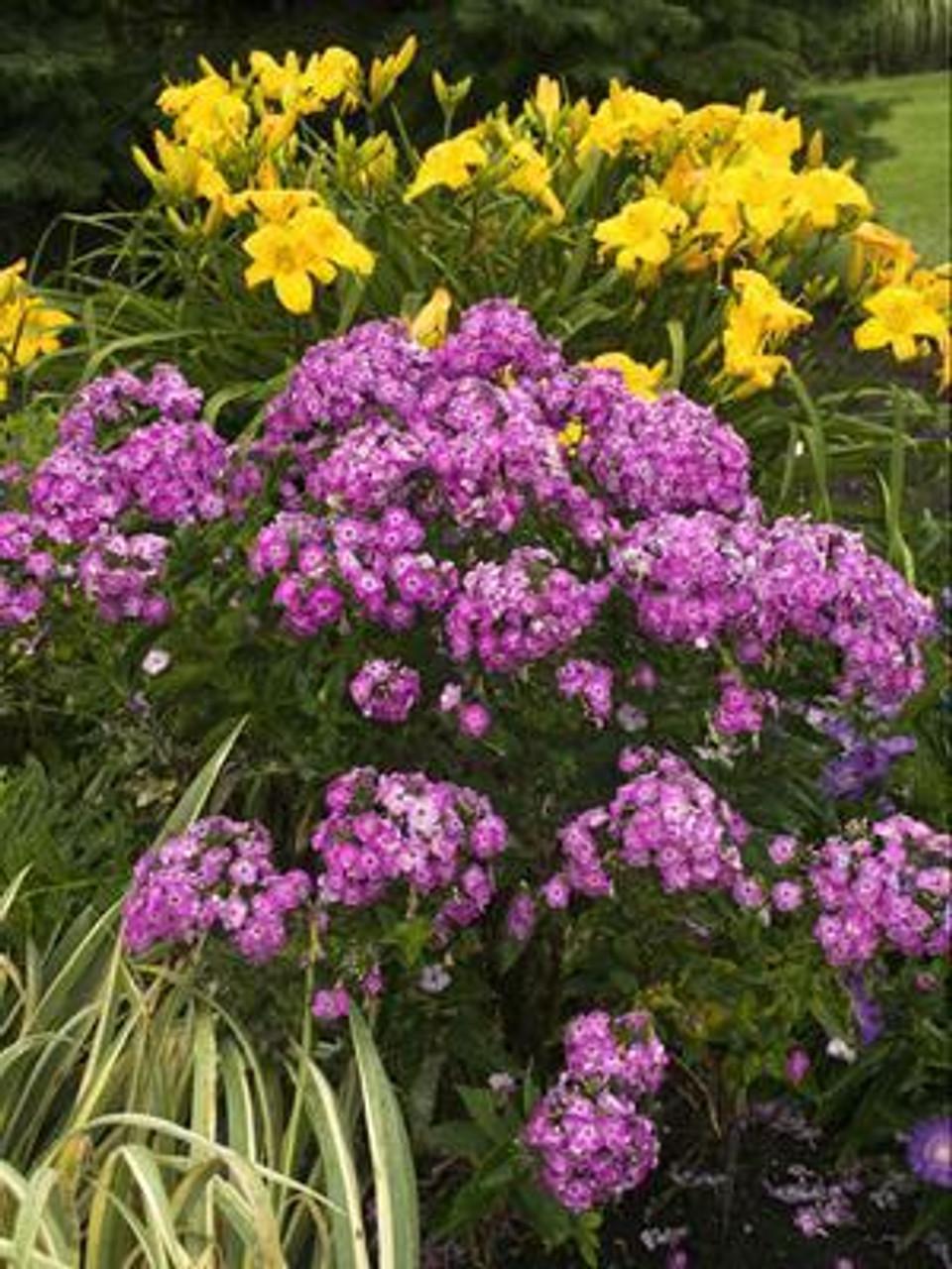 G607 Phlox Paniculata Laura 8 7f0262f8 F1b1 45ab B760 02f0dcaa86e9 from www redcrocus com