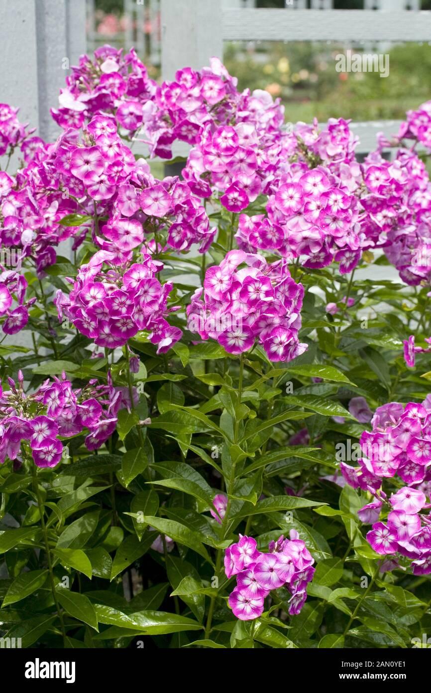 G607 Phlox Paniculata Laura - View 9 from www redcrocus com