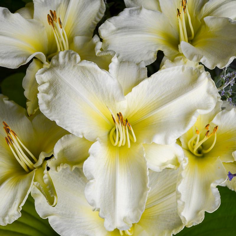 G6093 Hemerocallis X 'sunday Gloves' - View 14 from www redcrocus com