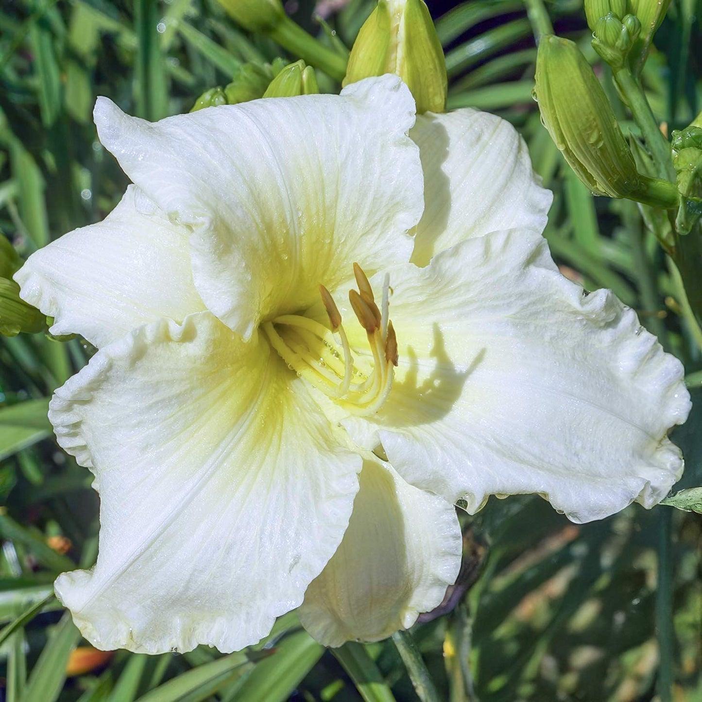 G6093 Hemerocallis X 'sunday Gloves' - View 16 from www redcrocus com