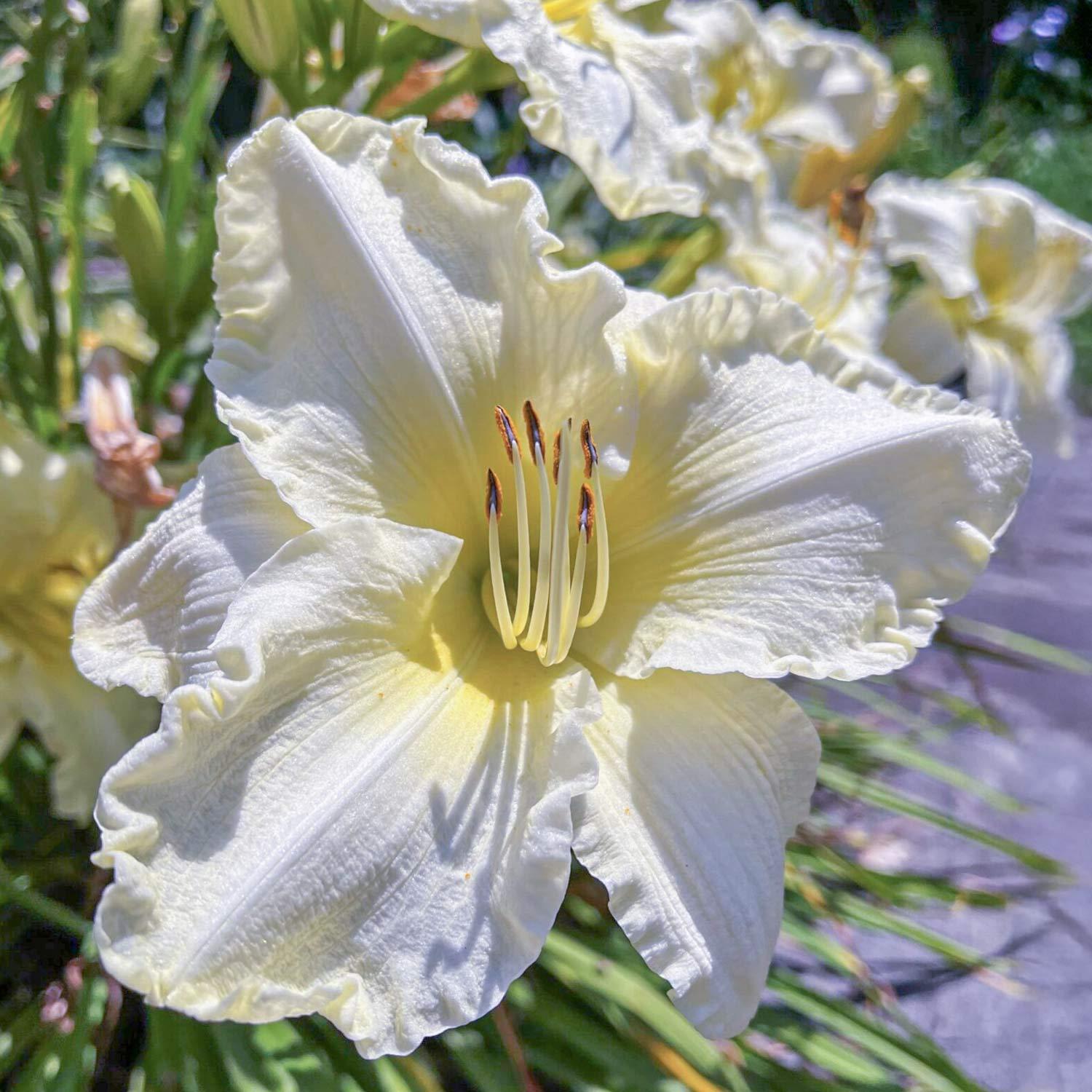 G6093 Hemerocallis X 'sunday Gloves' - View 19 from www redcrocus com