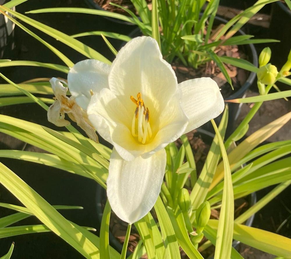 G6093 Hemerocallis X 'sunday Gloves' - View 1 from www redcrocus com