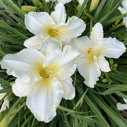 G6093 Hemerocallis X 'sunday Gloves' - View 22 from www redcrocus com