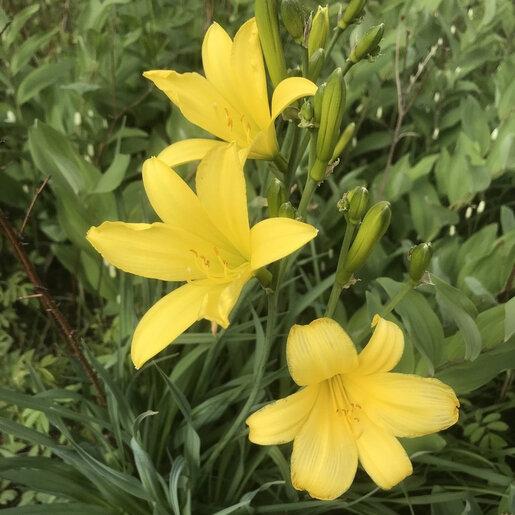 G6093 Hemerocallis X 'sunday Gloves' - View 28 from www redcrocus com