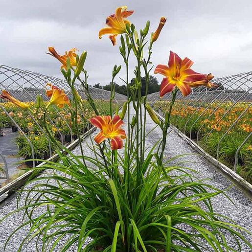 G6093 Hemerocallis X 'sunday Gloves' - View 29 from www redcrocus com