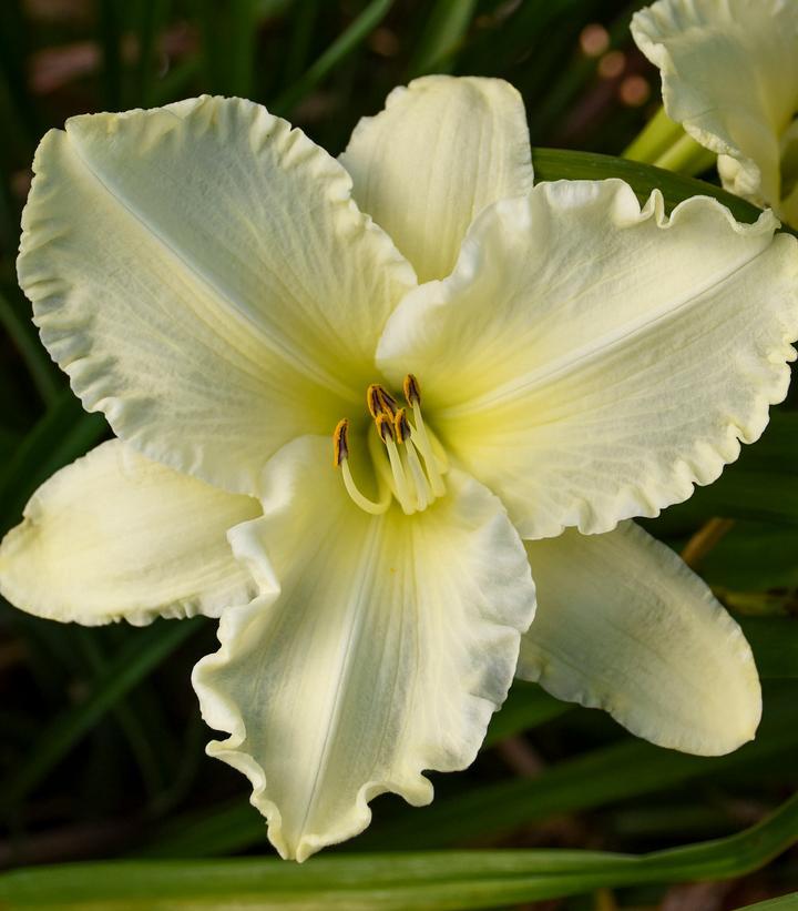 G6093 Hemerocallis X 'sunday Gloves' - View 2 from www redcrocus com