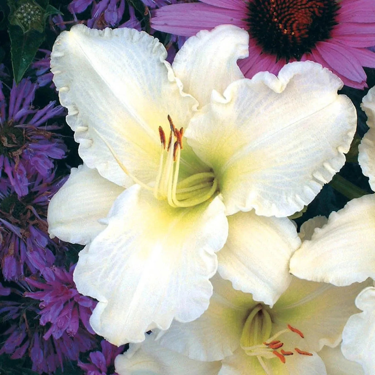 G6093 Hemerocallis X 'sunday Gloves' - View 3 from www redcrocus com