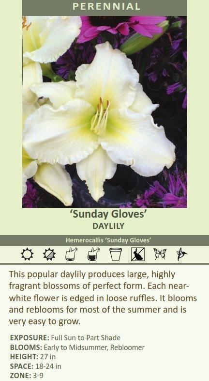 G6093 Hemerocallis X 'sunday Gloves' - View 4 from www redcrocus com