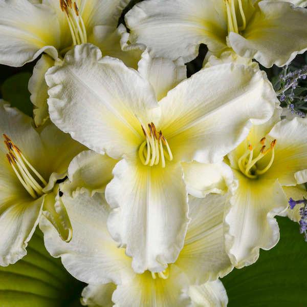 G6093 Hemerocallis X 'sunday Gloves' - View 7 from www redcrocus com
