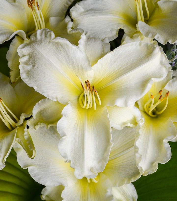 G6093 Hemerocallis X 'sunday Gloves' - View 8 from www redcrocus com