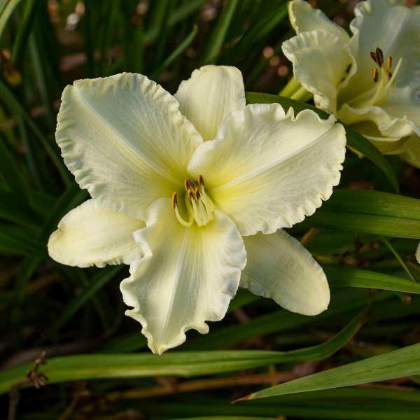 G6093 Hemerocallis X 'sunday Gloves' - View 9 from www redcrocus com