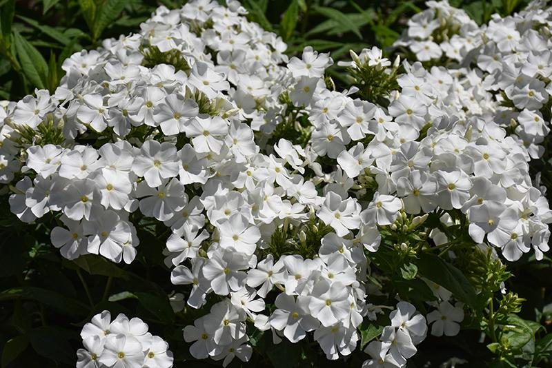 G6095 Phlox Panic  'flame Pro White' - View 10 from www redcrocus com