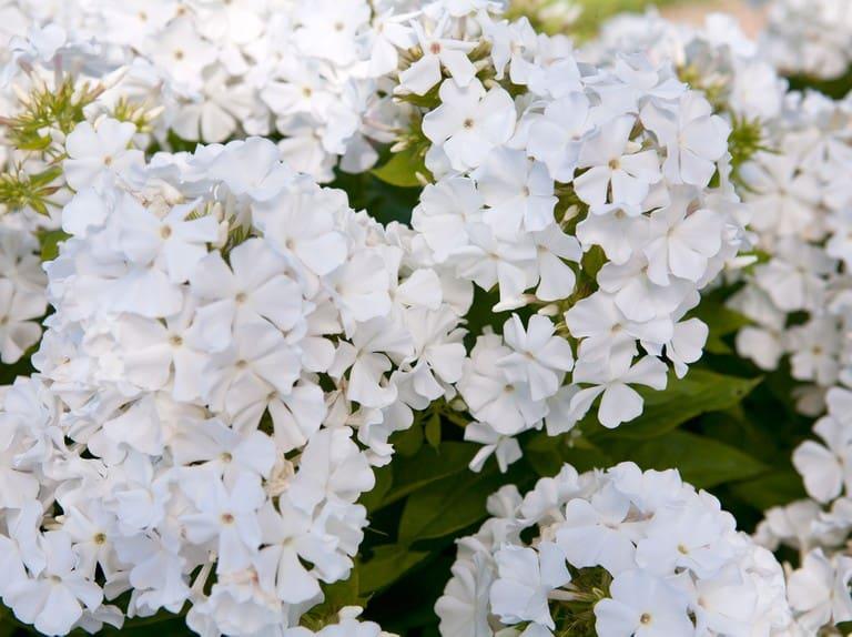 G6095 Phlox Panic  'flame Pro White' - View 11 from www redcrocus com