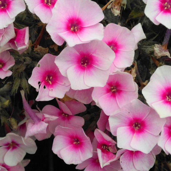 G6095 Phlox Panic  'flame Pro White' - View 13 from www redcrocus com