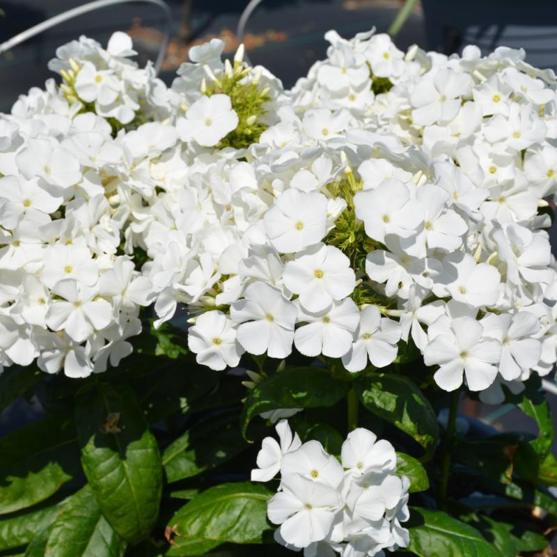G6095 Phlox Panic  'flame Pro White' - View 14 from www redcrocus com