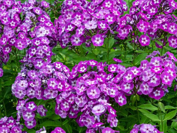G6095 Phlox Panic  'flame Pro White' - View 17 from www redcrocus com