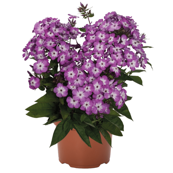 G6095 Phlox Panic  'flame Pro White' - View 18 from www redcrocus com