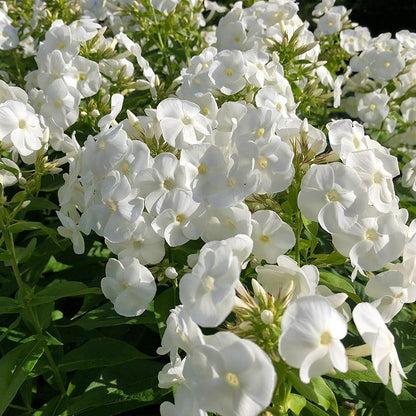 G6095 Phlox Panic  'flame Pro White' - View 19 from www redcrocus com