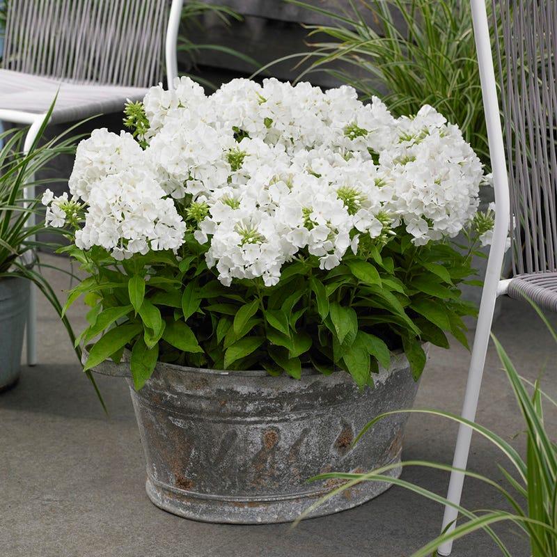 G6095 Phlox Panic  'flame Pro White' - View 1 from www redcrocus com